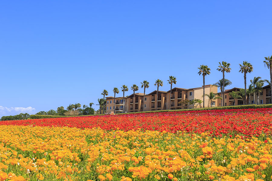 Flower Fields at Carlsbad California